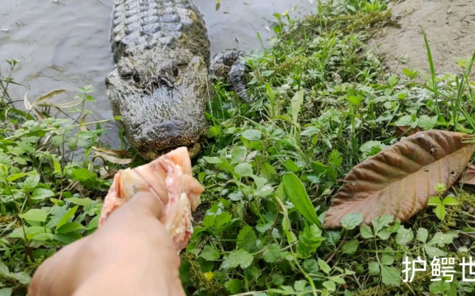 [图]忘记拿火钳 ——野生扬子鳄张龙日常 护鳄世家