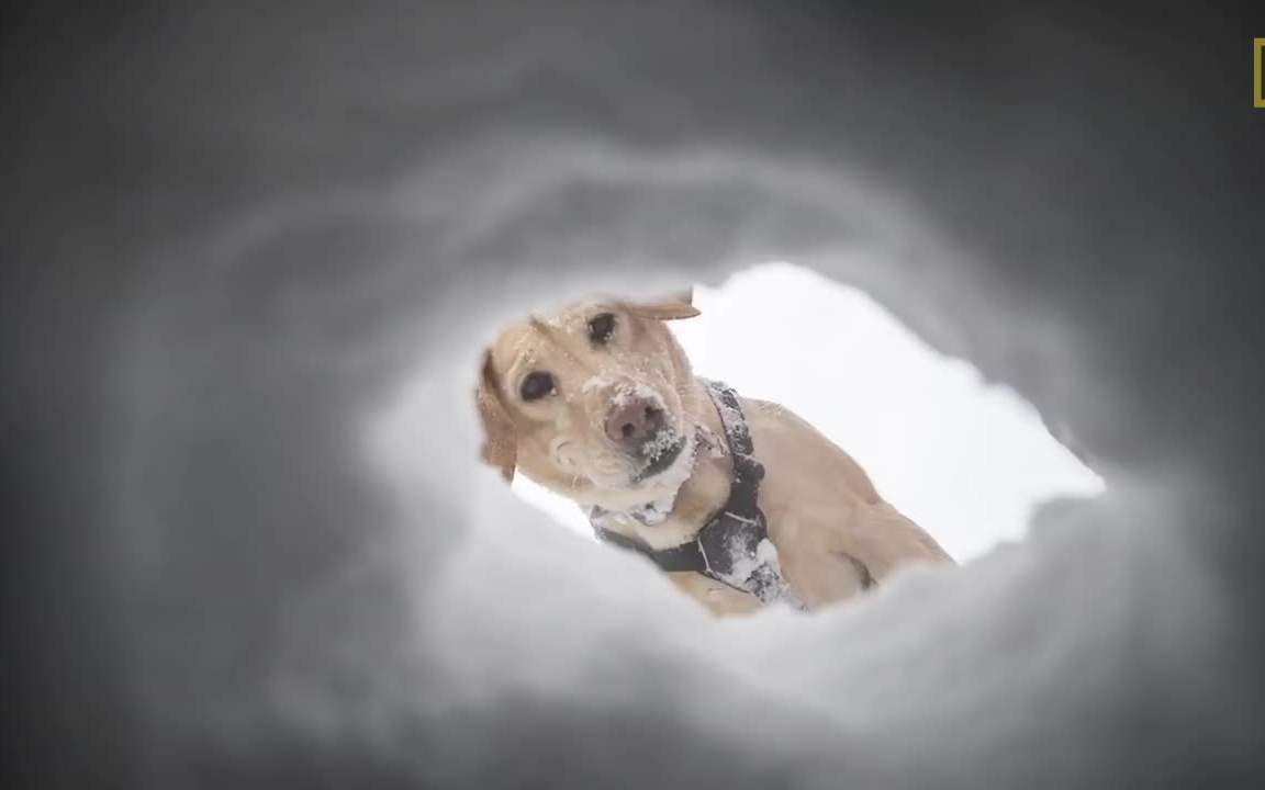 [图]国家地理 | 惊鸿一瞥——雪崩搜救犬【Capturing the Impact of Avalanche Rescue Dogs】