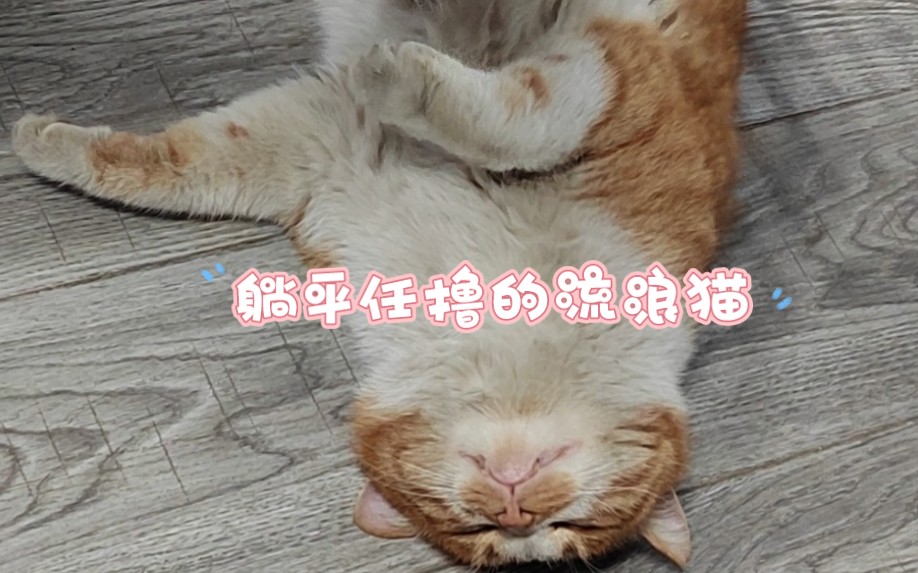 公司一叫就来一摸就倒的流浪猫猫哔哩哔哩bilibili