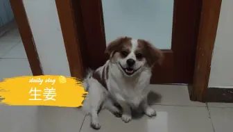 菊花和其他花合盆 哔哩哔哩 Bilibili