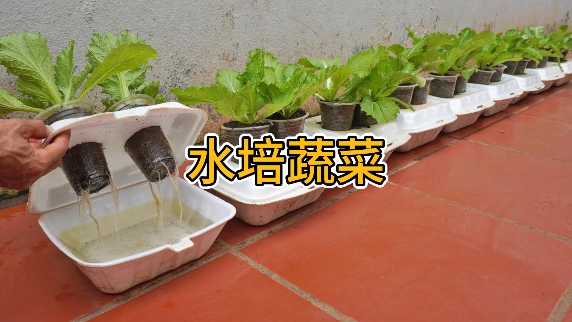 适合小白的水培蔬菜法哔哩哔哩bilibili