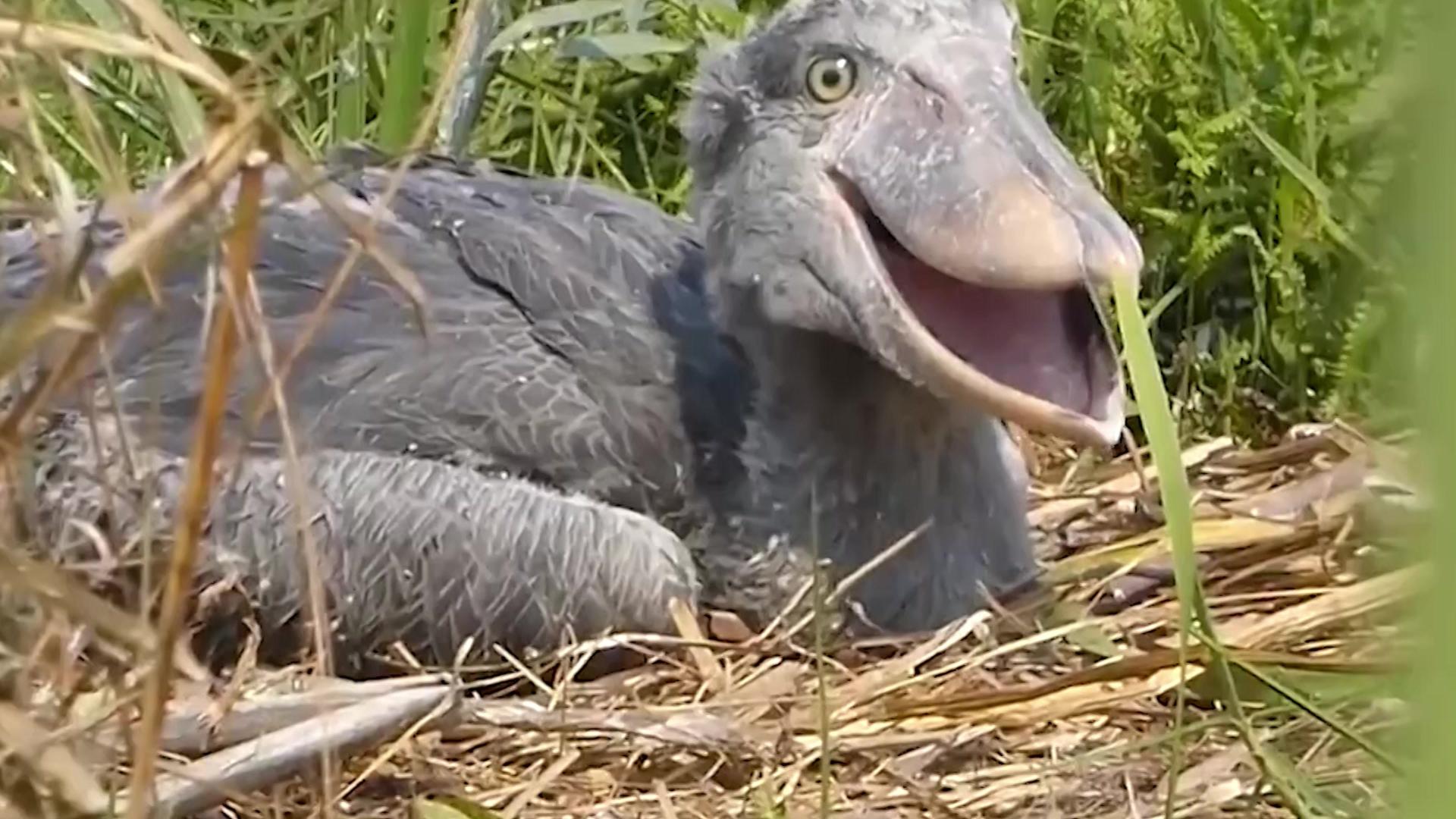 最爱拔毛送人类的鸟鲸头鹳,却热爱吃鳄鱼,被称鸟界"哈士奇"!