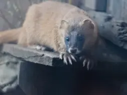 Скачать видео: 红山动物园：本土区黄鼬纸筒取食