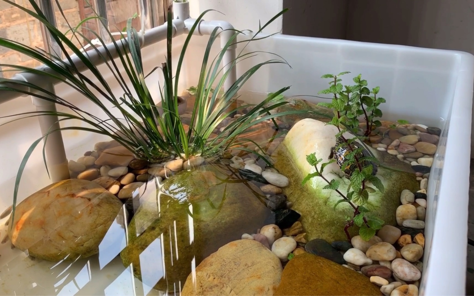 沼泽龟缸改造更新