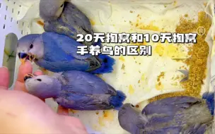 Скачать видео: 牡丹鹦鹉20天掏窝和10天掏窝手养的区别