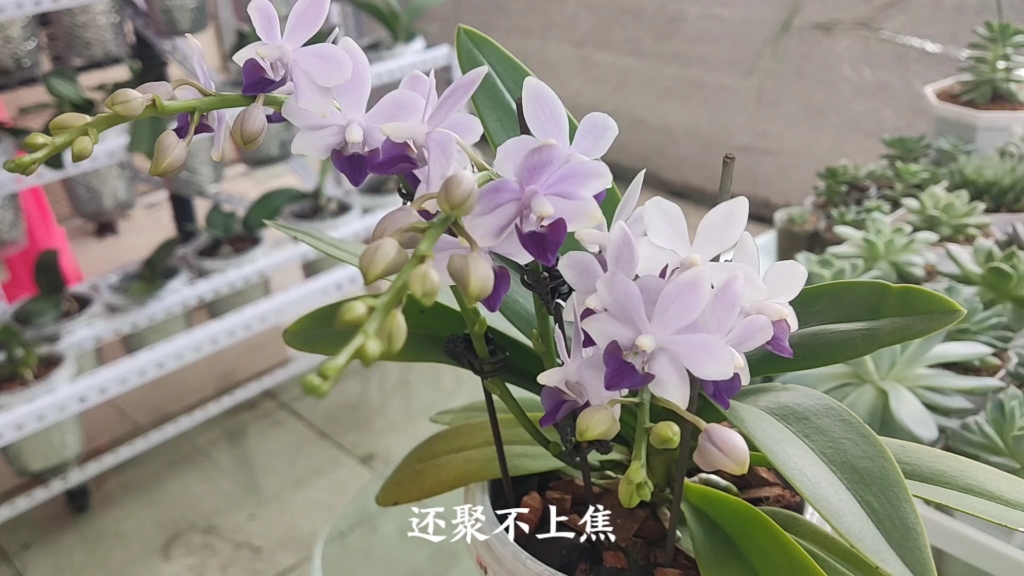 [图]蝴蝶兰小茴紫，单花花期堪比常见花卉的小美花