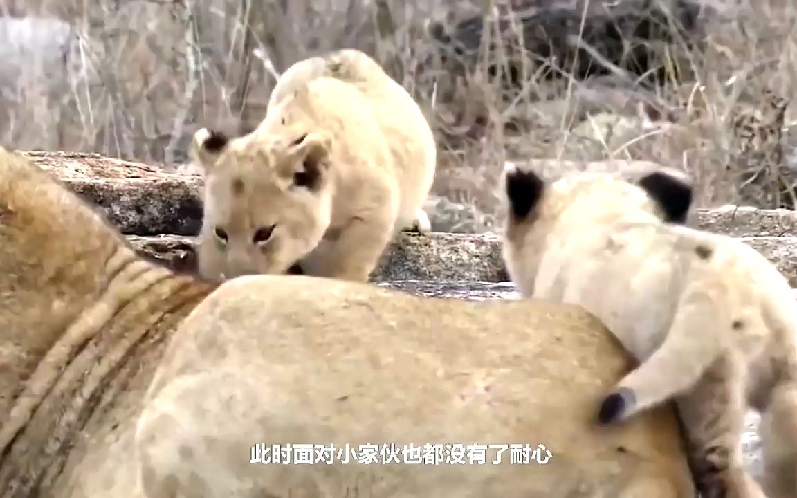 非洲草原的传奇狮王,一生击败无数入侵者,最后却是惨字收尾