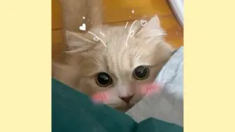 Download Video: 【CAT48维C】世界上最漂亮最独特的完美小猫——西饱！