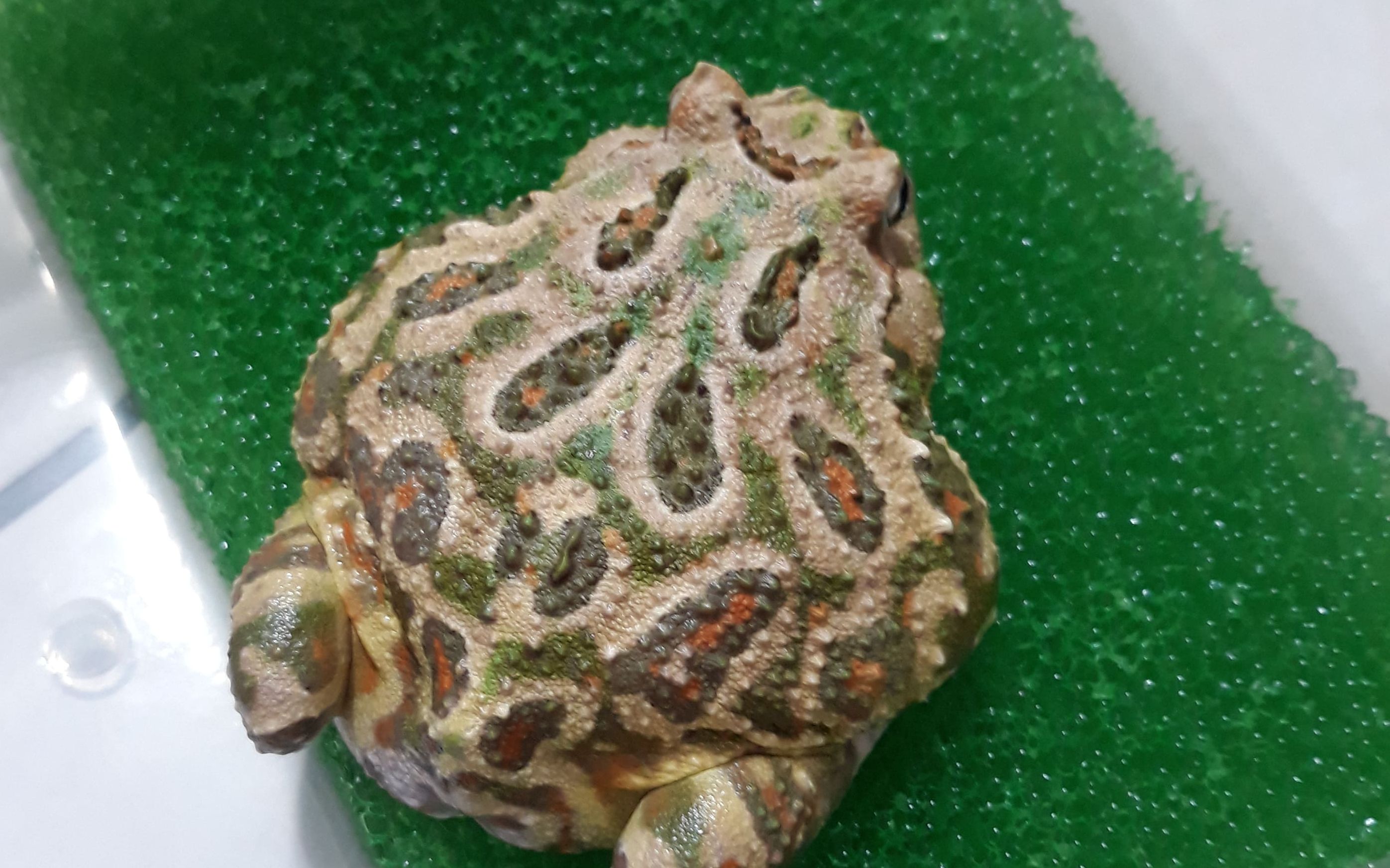 【角蛙纪录】看看纹路霸气的莫奈角蛙(喂食饲料鱼)