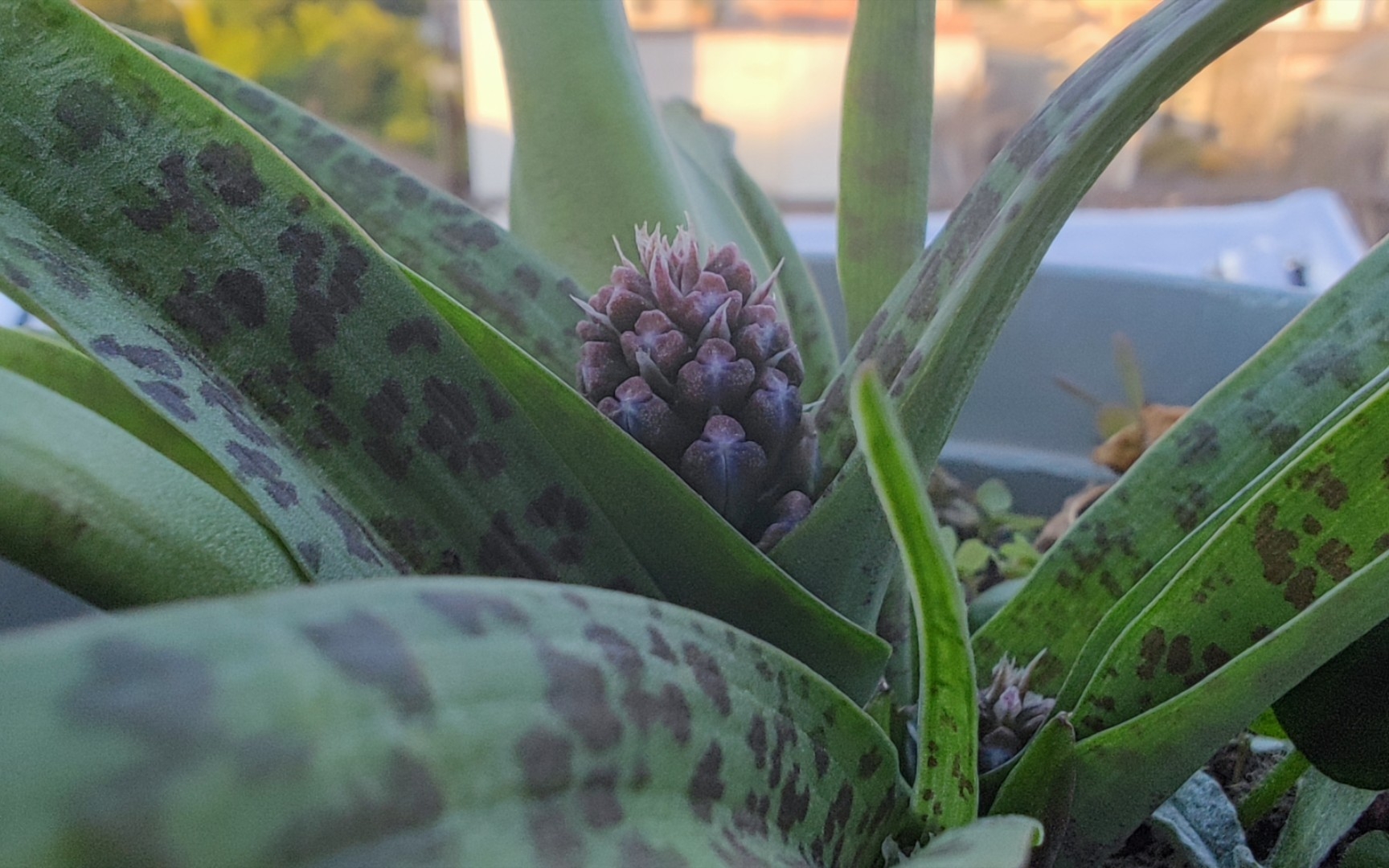 [图]【花草日常】好一阵子没看阳台，立金花都快开了