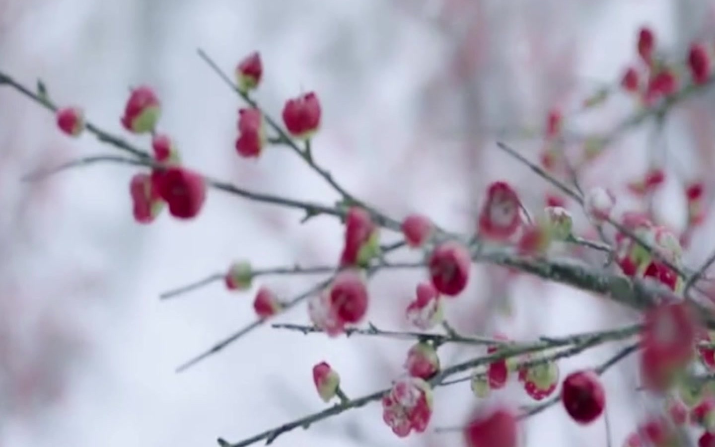 [图]素材分享｜空镜｜雪景｜雨｜梅花｜古风｜冬｜竹林｜庭院｜花｜雪…