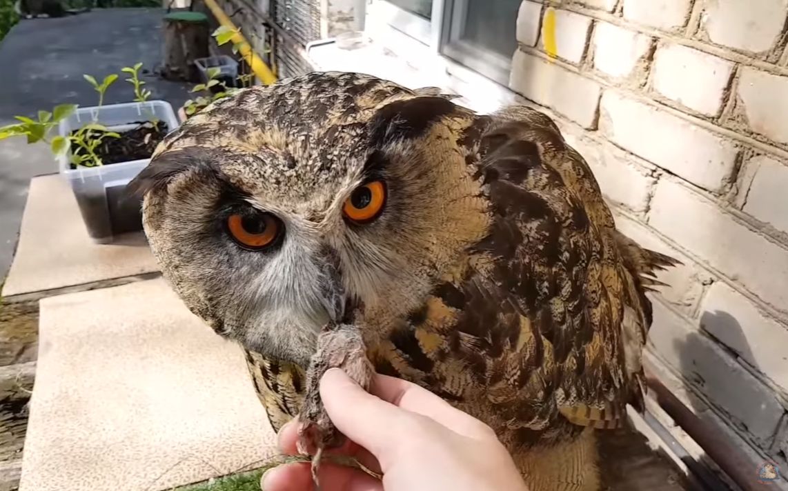 一只光天下日被猫咪喂狗粮两次的雕鸮