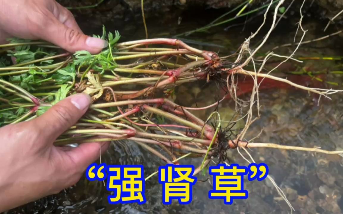 农村不起眼的植物“强肾草”,用途却很多人都不知道,赶紧认识下哔哩哔哩bilibili