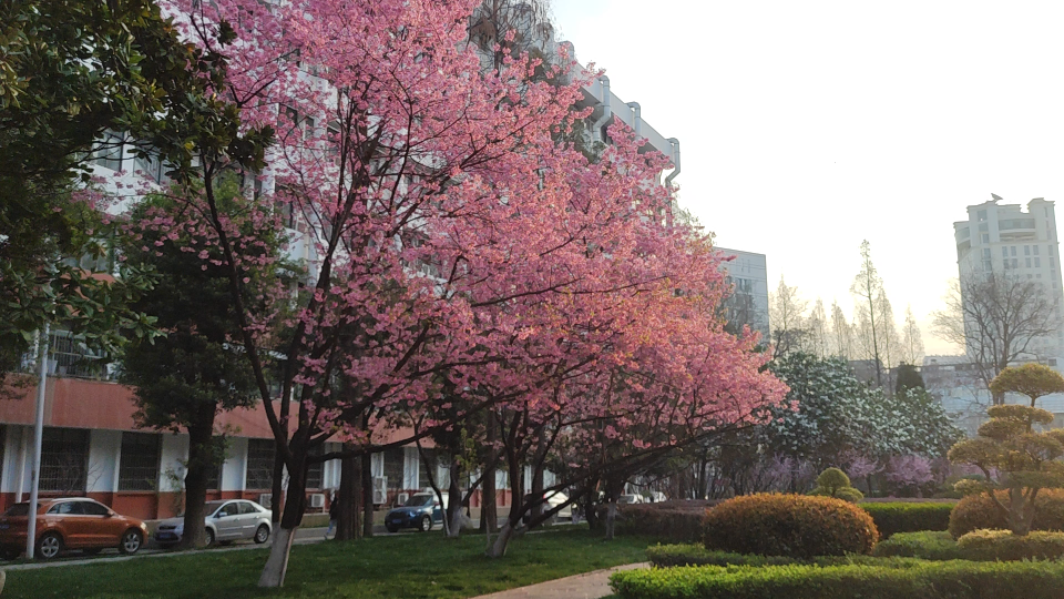 [图]失踪人口上线！被樱花浪漫到，被川菜好吃到！