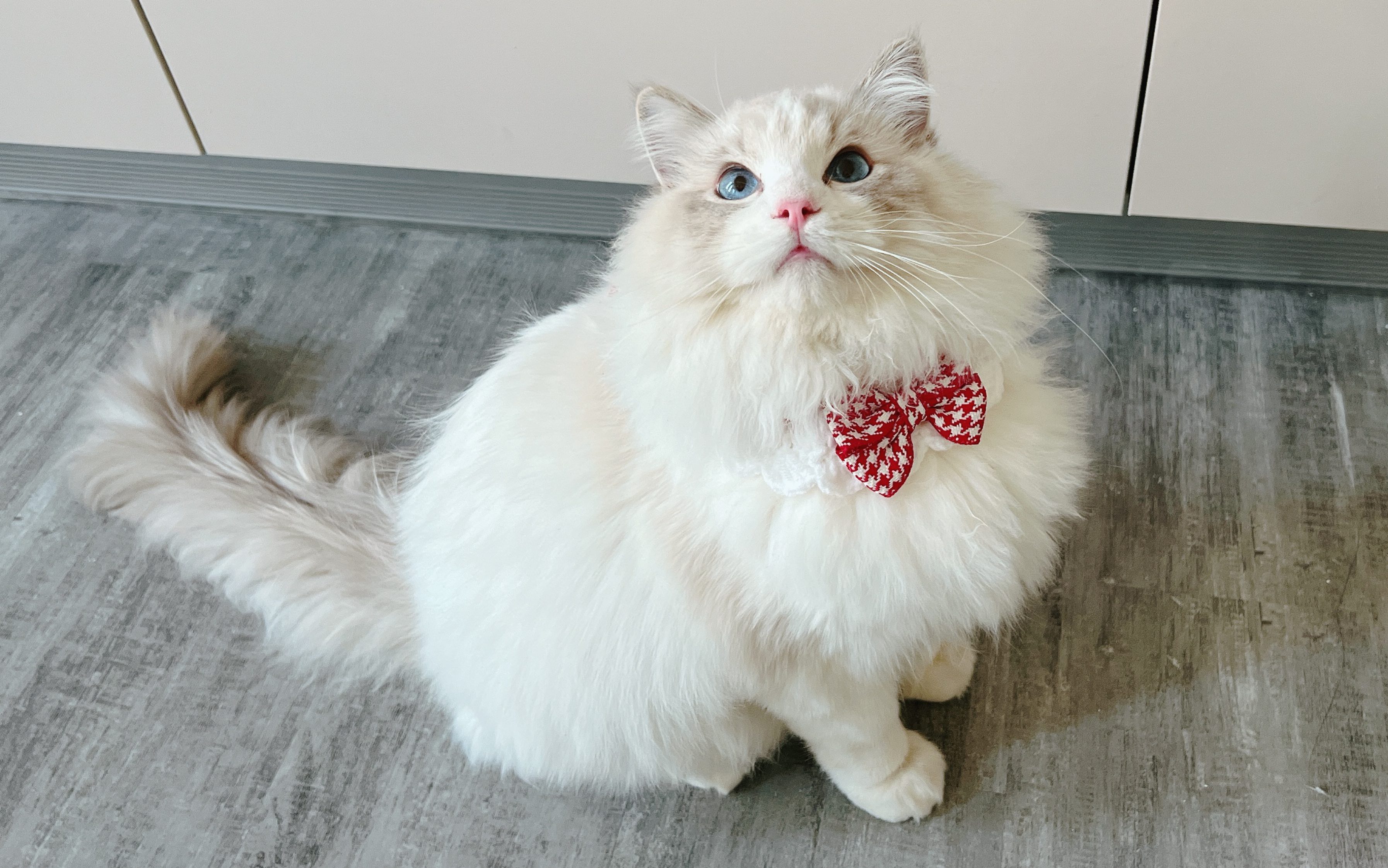 布偶猫日常|真的不可以再陪我玩一会吗