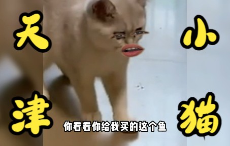 [图]【天津小猫】请 注 意 天 津 小 猫 的 体 格 子