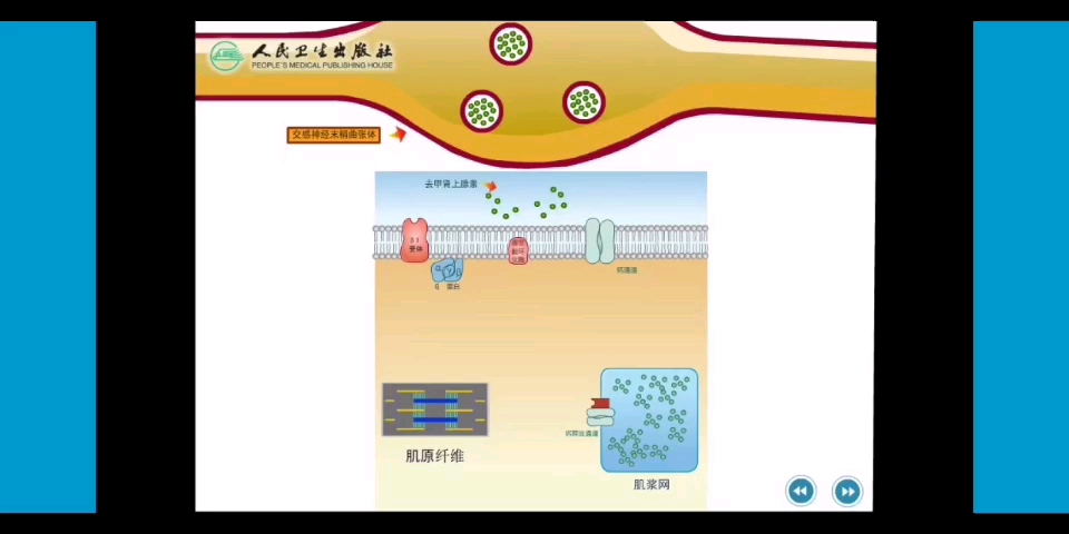 【生理学】心脏的神经支配及其效应哔哩哔哩bilibili