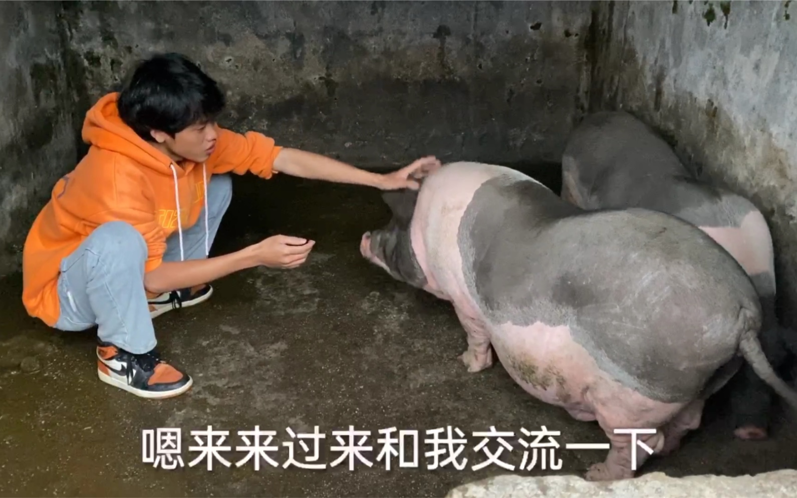 家里养的猪整天好吃懒做这样下去可不行必须开个会严惩才行