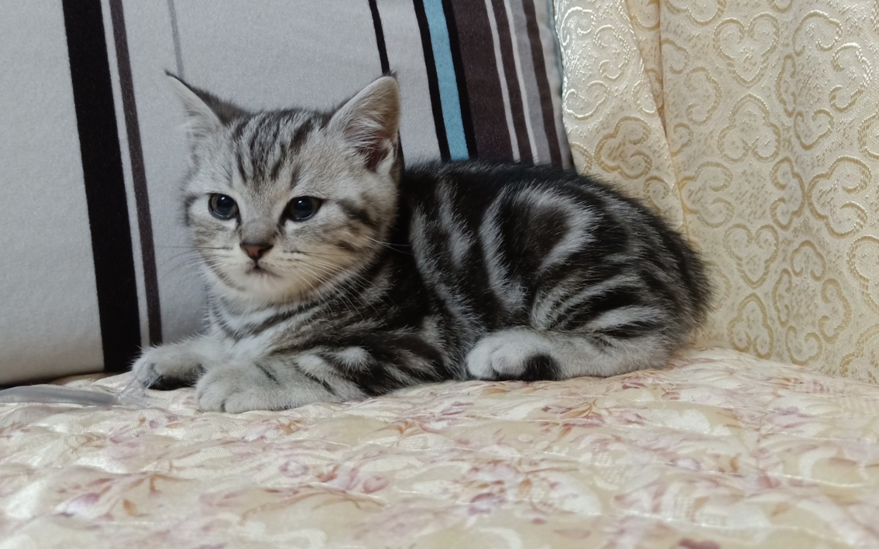 谁会拒绝一只小猫咪柔软的肚子呢?美短真的好可爱啊