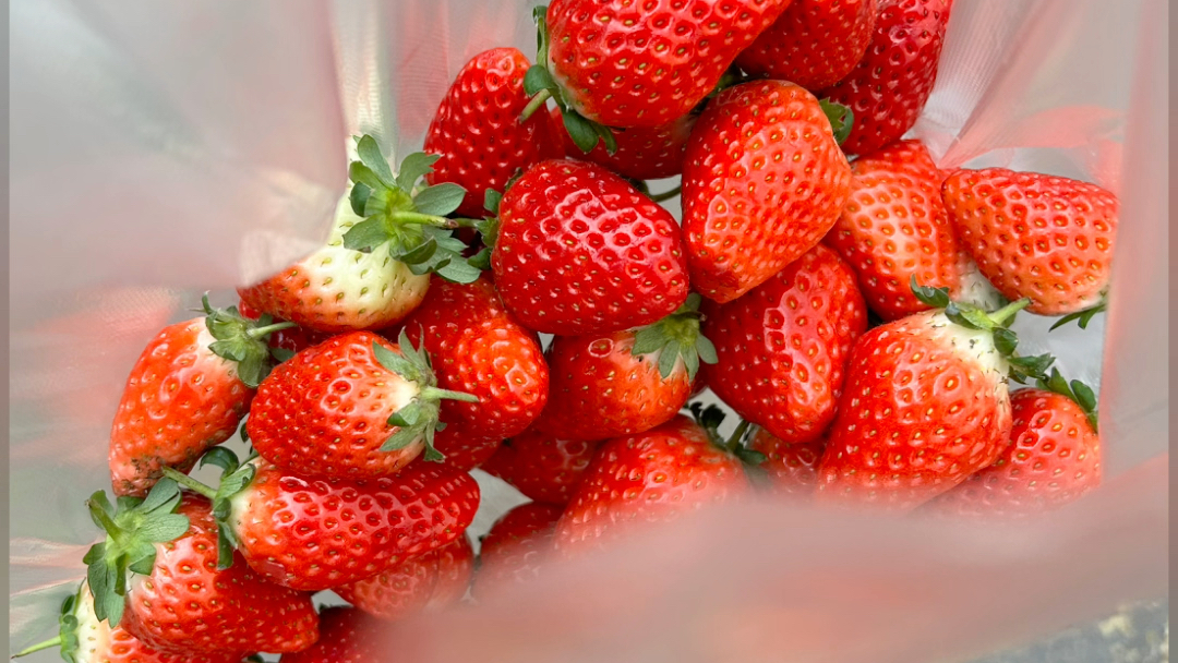 冬天最期待草莓