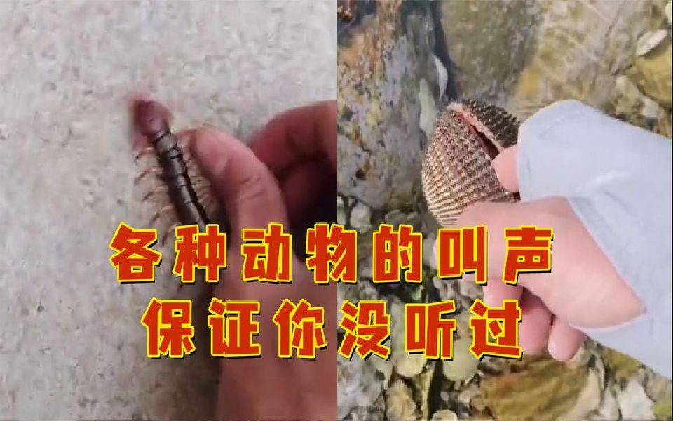 自然界神奇的动物叫声,保证你没听过!蜈蚣居然是这样叫的~哔哩哔哩bilibili