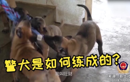 警犬是如何练成的?带你看修勾勾是如何成为一名优秀警犬哔哩哔哩bilibili