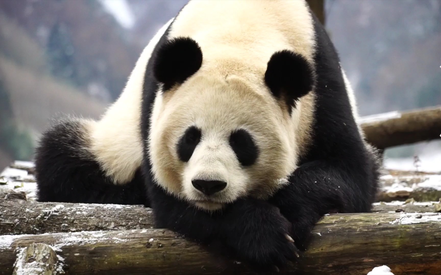 【大熊猫芊芊】安静休息_哔哩哔哩 (゜-゜)つロ 干杯~-bilibili