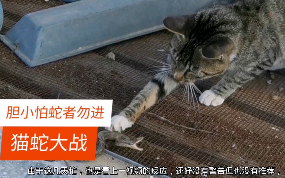 “猫蛇大战”!温馨提示:胆小怕蛇者勿进!视频制作不易,不喜勿喷哔哩哔哩bilibili