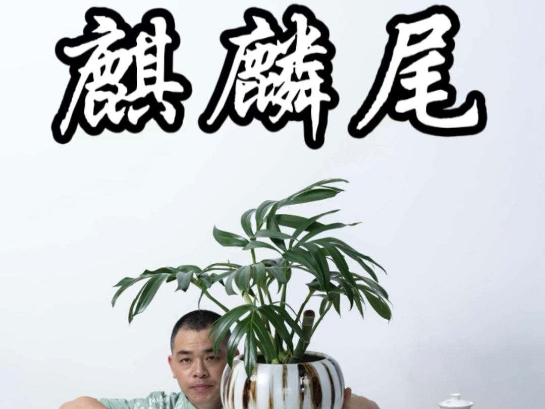 网红绿植盆栽麒麟尾哔哩哔哩bilibili