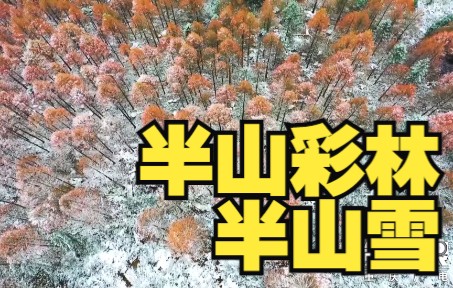 重庆金佛山开启彩林白雪双拼模式 半山彩林半山雪好梦幻哔哩哔哩bilibili