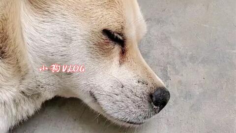 Good Boy 哔哩哔哩 Bilibili