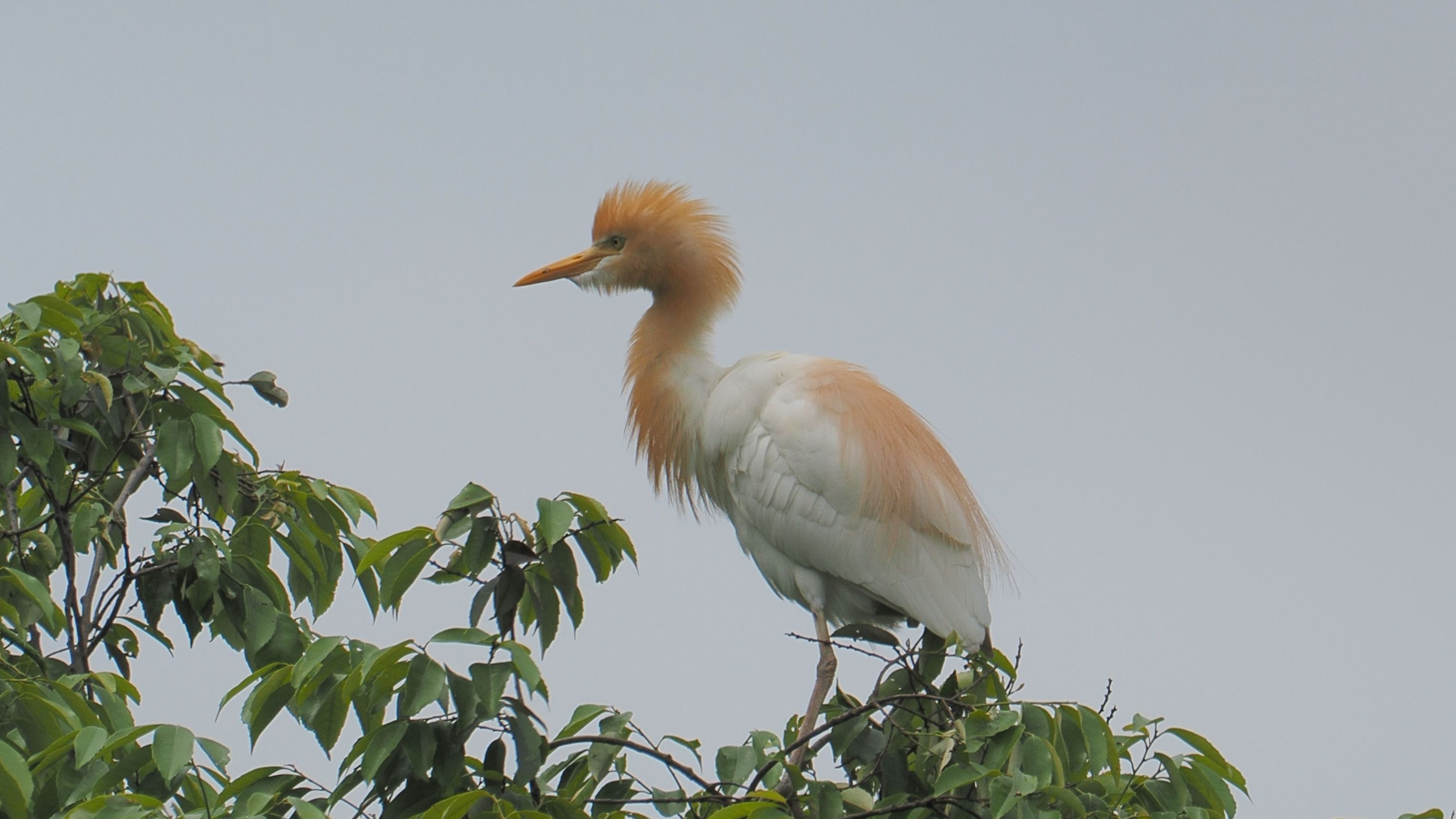 【牛背鹭】牛背鹭,这只看起来还比较年幼