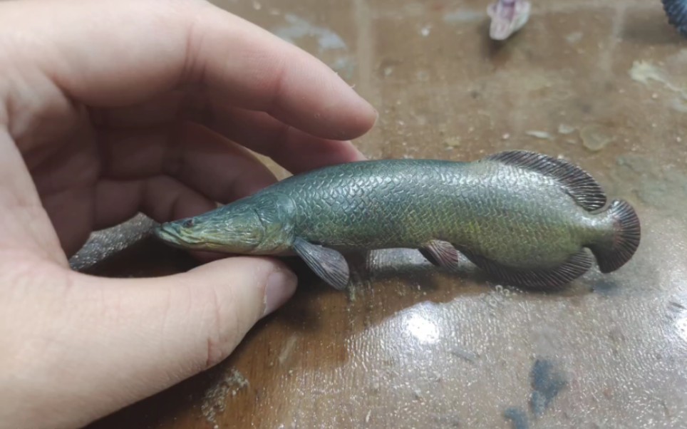 鳄雀鳝 巨骨舌鱼 腔棘鱼 鱼类模型分享