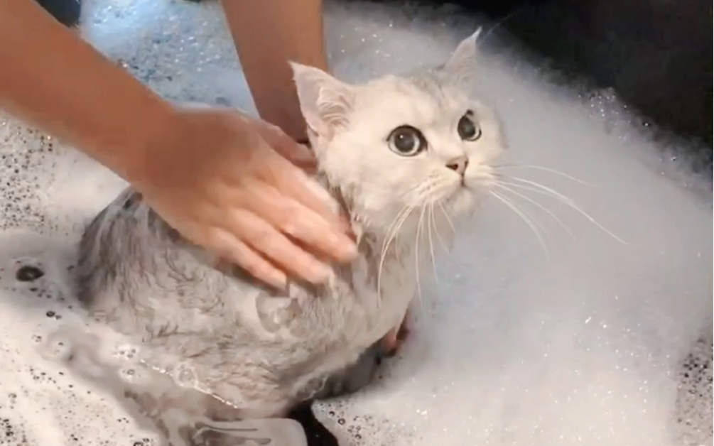 不怕洗澡的英短银渐层猫.做个spa