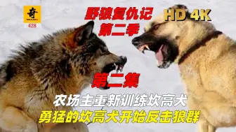 Download Video: 纪录片解说，【野狼复仇记第二季】第二集，农场主重振旗鼓训犬，勇猛的坎高犬开始反击狼群