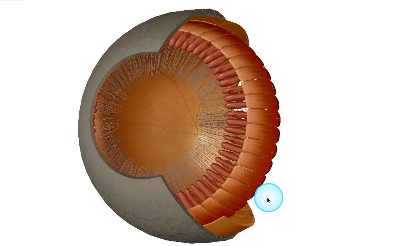 直观感受眼球的结构——视网膜\视盘\黄斑\睫状体哔哩哔哩bilibili