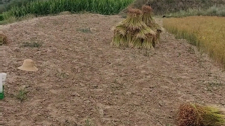 甘肃老家的胡麻熟了,胡麻油特想,胡麻也叫亚麻籽是食用油里面最香的哔哩哔哩bilibili