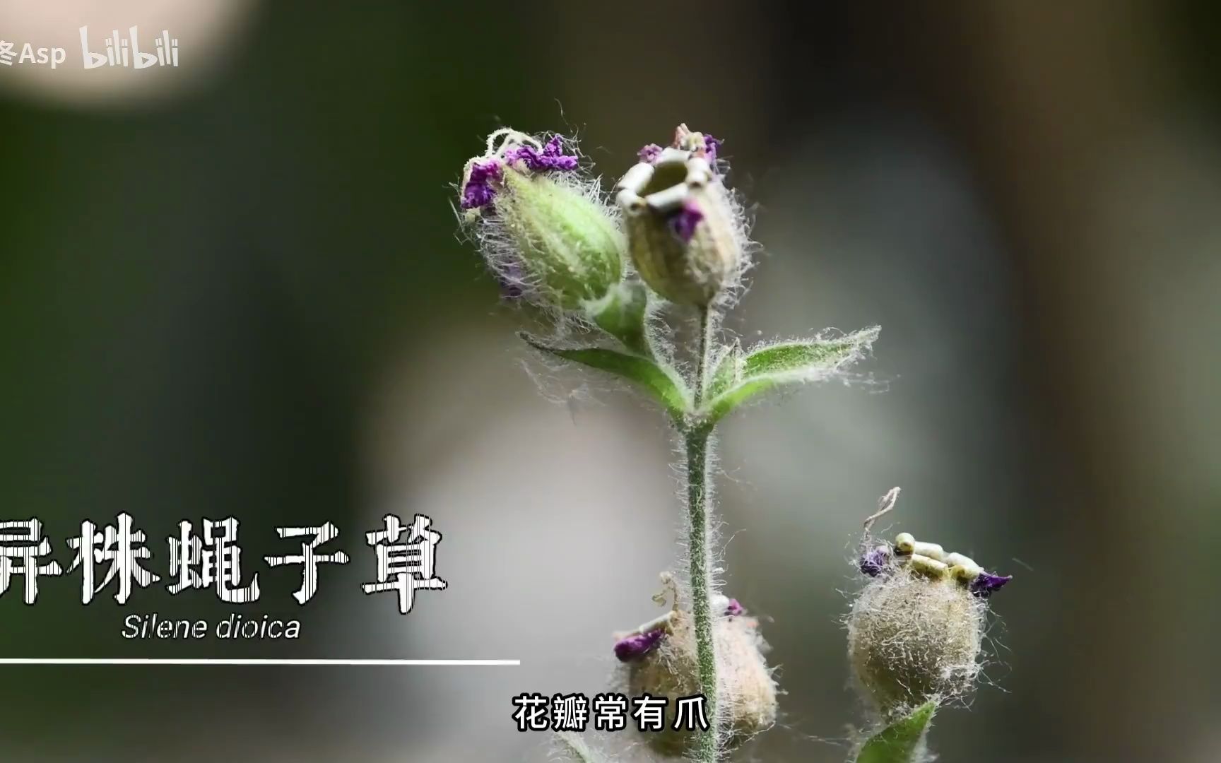 翻唱 天冬老师“植物分类歌!20个植物类群,133种植物,想学怎样认植物,听这首歌就对了!”哔哩哔哩bilibili