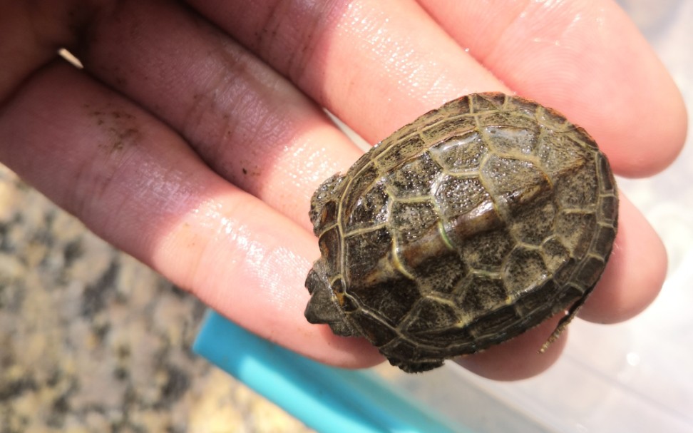 泥水养的水锈小草龟