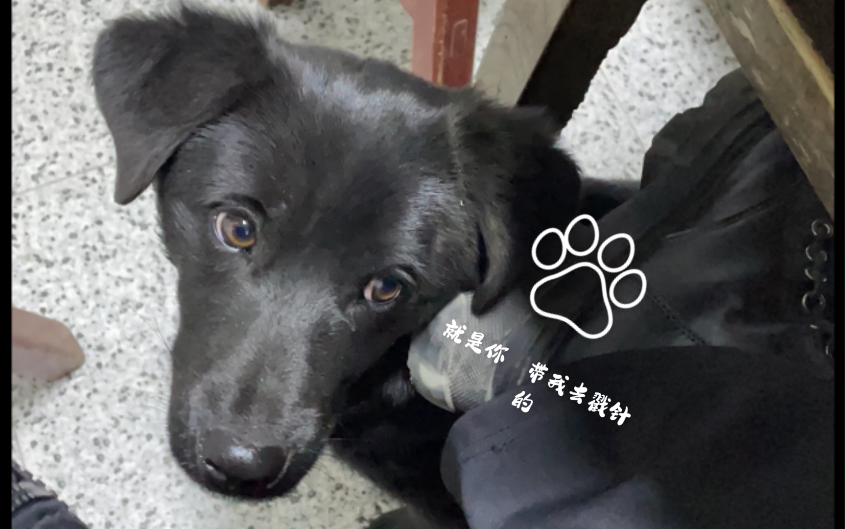 可怜黑仔 大过年的还去了一趟医院…_哔哩哔哩 (゜-゜)つロ 干杯