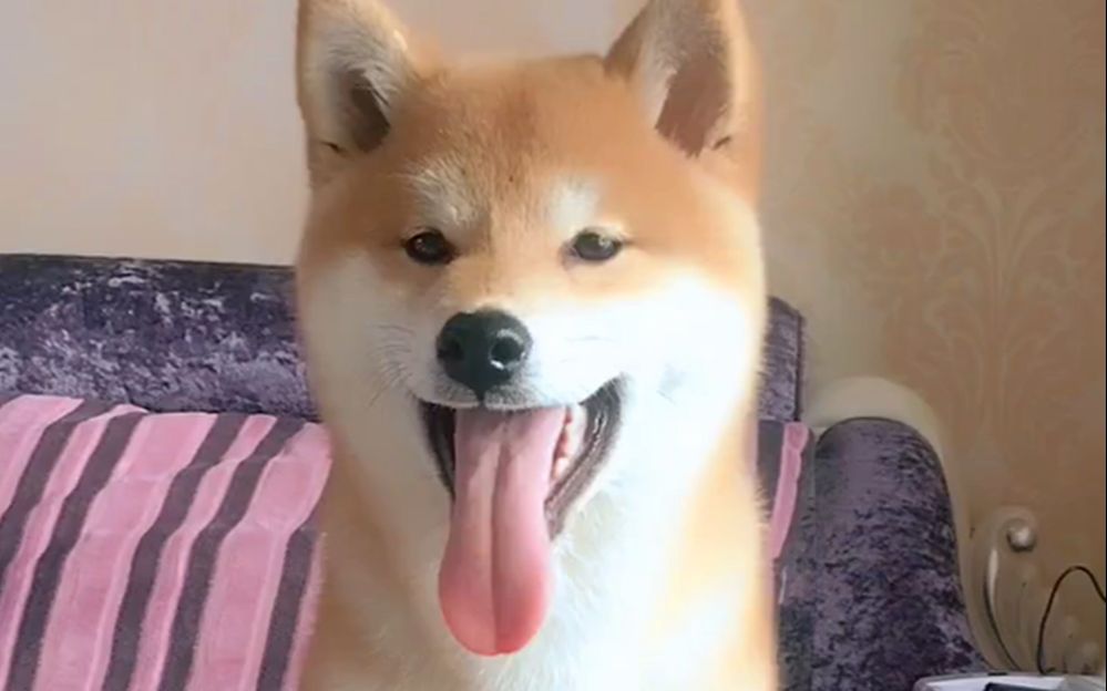 超萌柴犬,狗狗最爱吐舌头,太可爱了_哔哩哔哩_bilibili