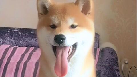 超萌柴犬 狗狗最爱吐舌头 太可爱了 哔哩哔哩 つロ干杯 Bilibili 超萌柴犬 狗狗最爱吐舌头 太可爱了 哔哩哔哩 つロ干杯 Bilibili