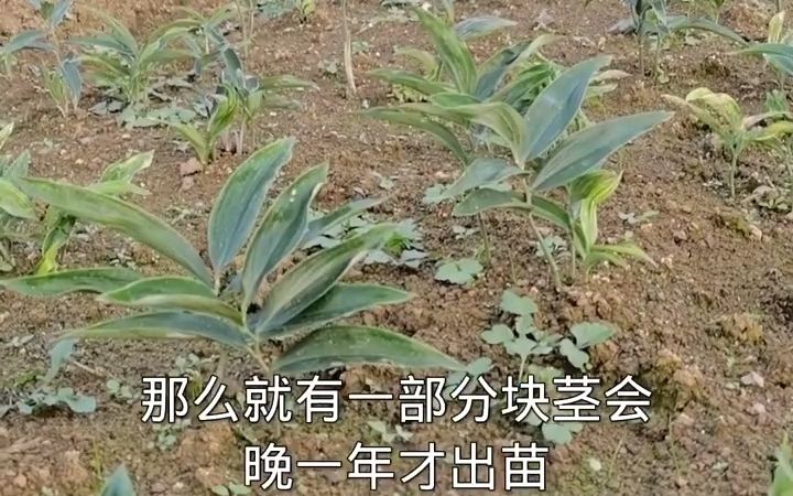 【美丽乡村】黄精种植技术黄精块茎种植技术之季节决定成活率哔哩哔哩bilibili