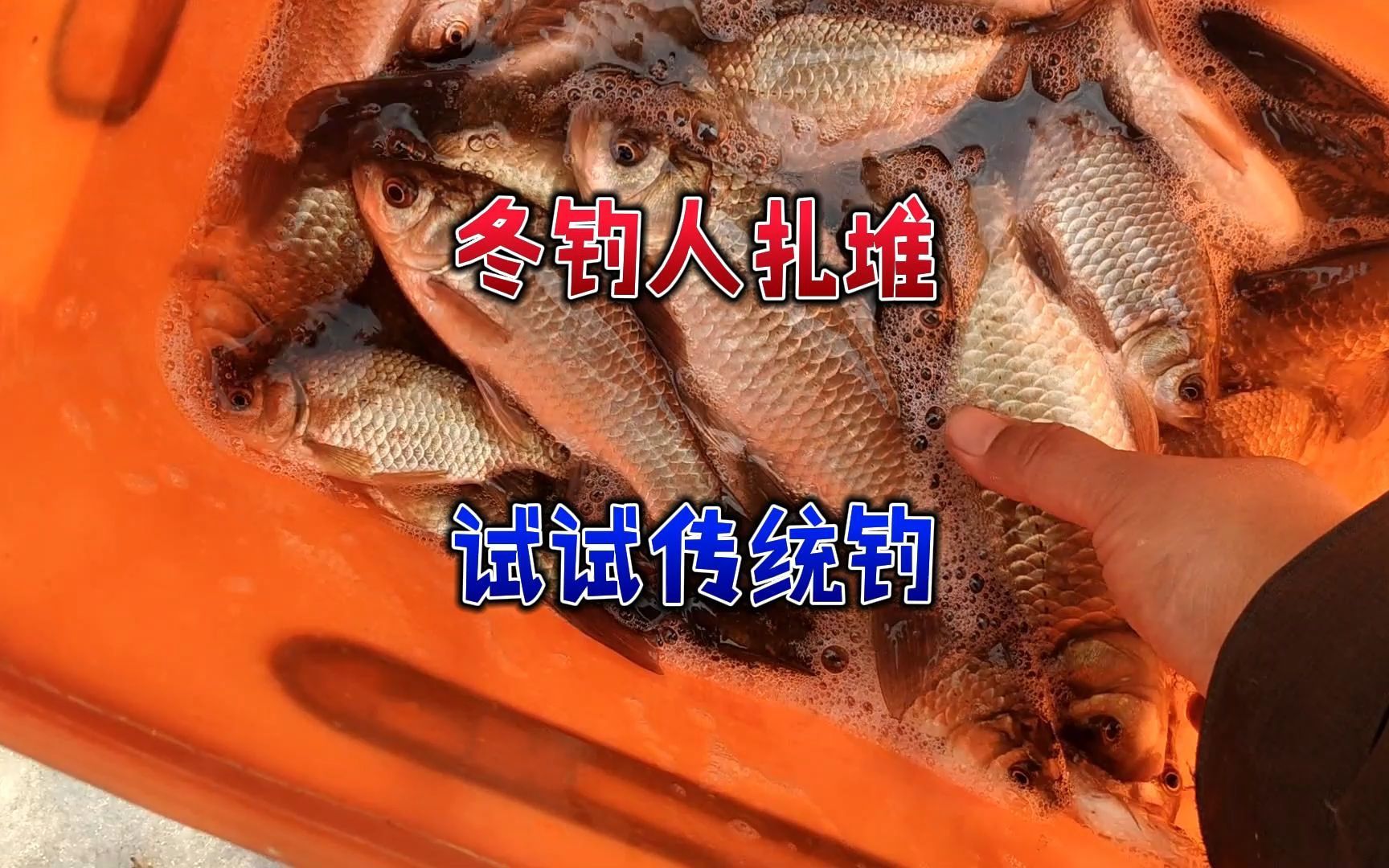 釣魚不打窩也能釣得多?冬季鯽魚膽小不開口,試試大面積逗釣