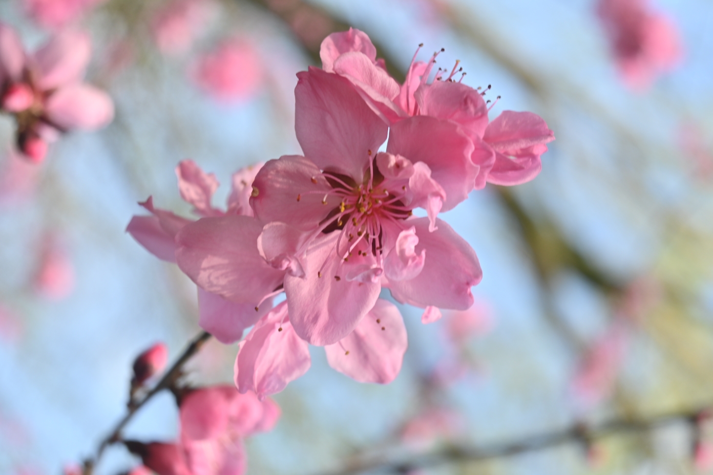 尼康z30狗头拍照原图直出第四天拍成这样,还有救吗