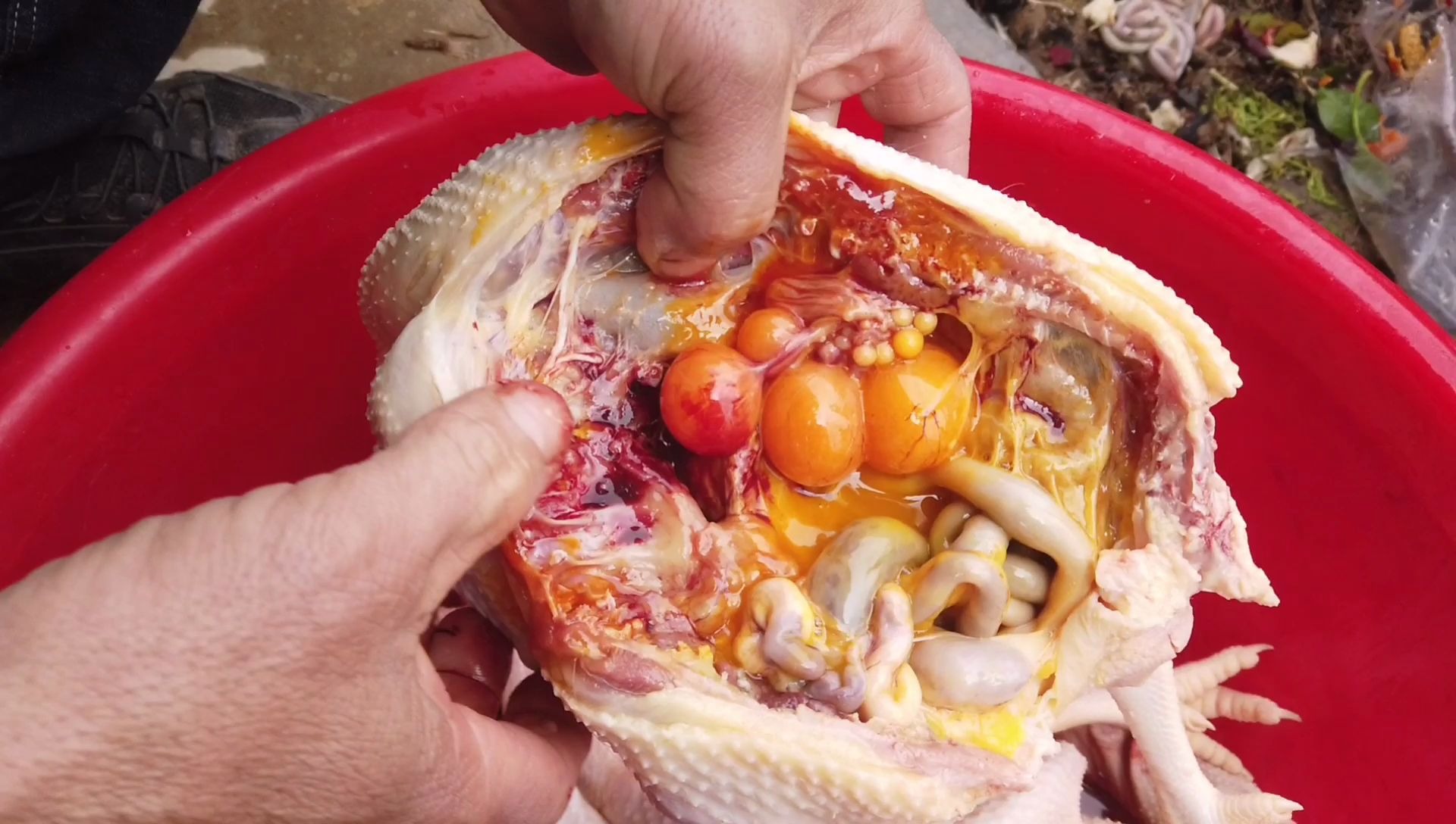 爸爸把家里的鸡杀了发现肚子里有鸡蛋,一只炖汤喝,一只炒着吃_哔哩