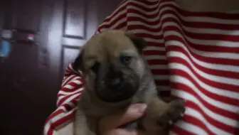 主人镜头下一只狗狗从幼犬到变形的成长过程 中华田园犬 哔哩哔哩 Bilibili