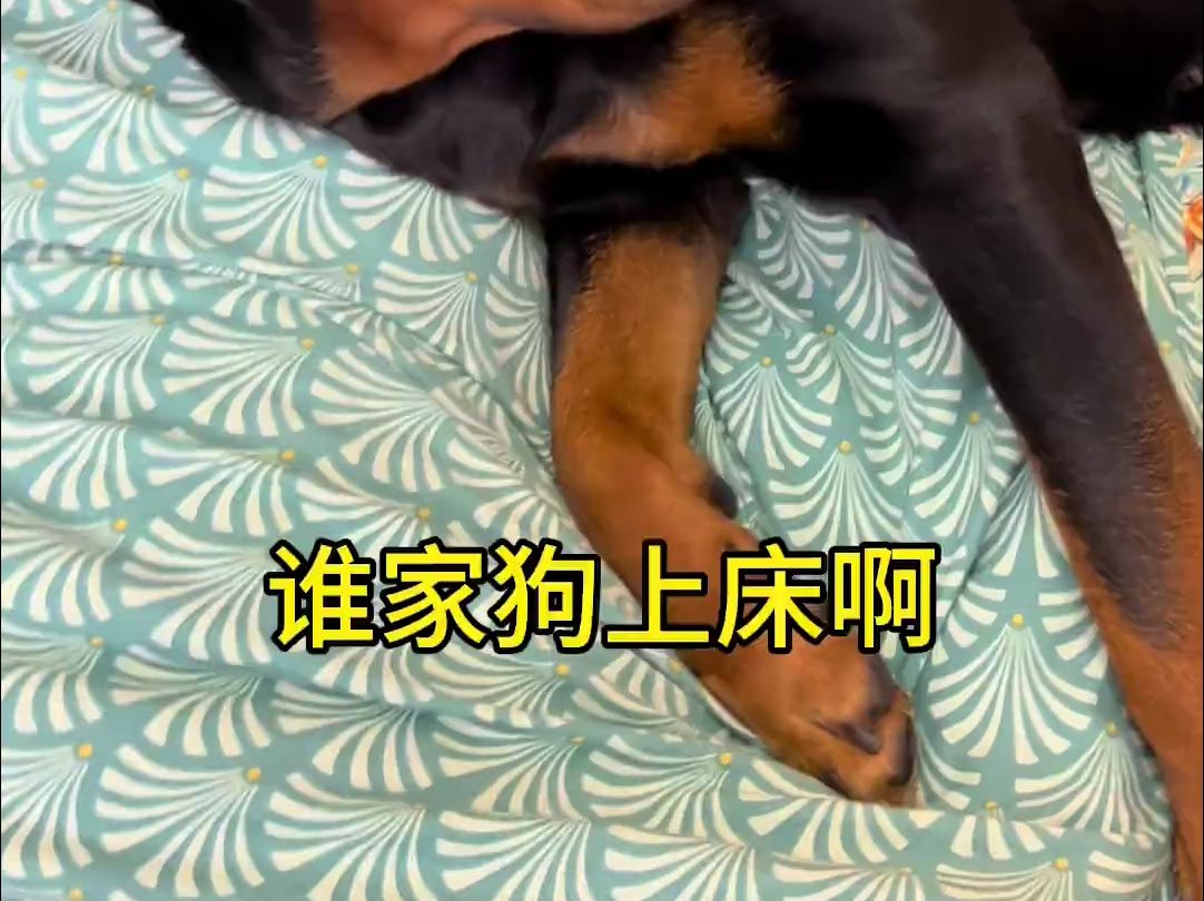 罗威纳护卫犬哔哩哔哩bilibili