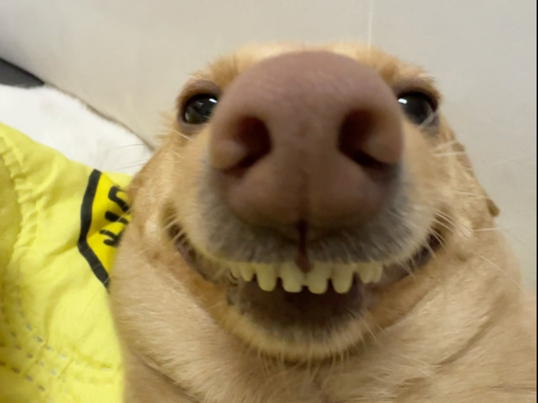 邪恶黄鼠狼