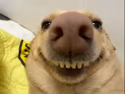 邪恶黄鼠狼